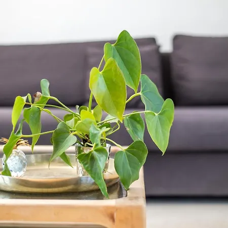 Willa Kora Kallithéa